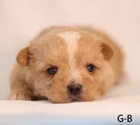 G-B, a female Yorkshire Terrier for sale in Los Angeles, CA – 1 of 2