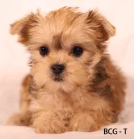 BCG-T, a female Yorkshire Terrier for sale in Los Angeles, CA – 1 of 2