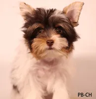 PB-CO, a male Yorkshire Terrier for sale in San Gabriel, CA – 1 of 3