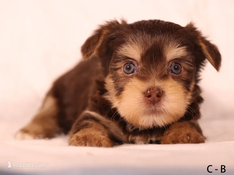 C-B – Yorkshire Terrier puppy for sale in Los Angeles, CA