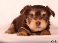 C-B, a female Yorkshire Terrier for sale in Los Angeles, CA – 1 of 2