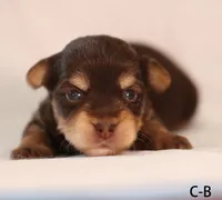 C-B, a female Yorkshire Terrier for sale in Los Angeles, CA – 2 of 3