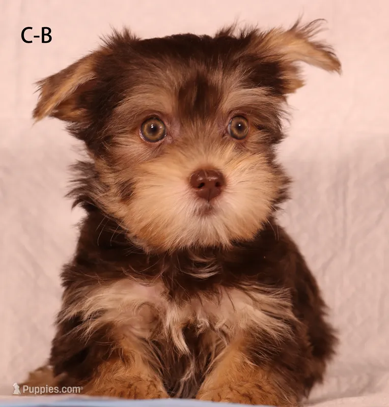 C-B – Yorkshire Terrier puppy for sale in Los Angeles, CA