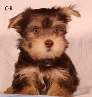 C-B, a female Yorkshire Terrier for sale in Los Angeles, CA – 1 of 2