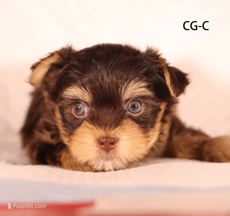 CG-CO – Yorkshire Terrier puppy for sale in Los Angeles, CA