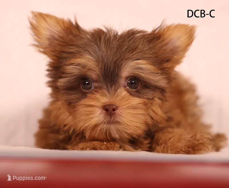 DCB-CO – Yorkshire Terrier puppy for sale in Los Angeles, CA