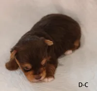 D-C, a female Yorkshire Terrier for sale in Los Angeles, CA – 2 of 3