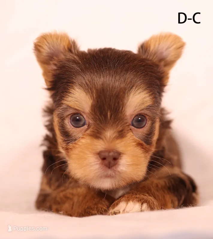 D-C – Yorkshire Terrier puppy for sale in Los Angeles, CA