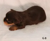 C-B, a female Yorkshire Terrier for sale in Los Angeles, CA – 3 of 3