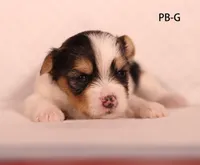 PB-G, a male Yorkshire Terrier for sale in Los Angeles, CA – 3 of 3