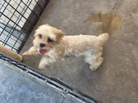 Cary, a female Yorkshire Terrier for sale in Los Angeles, CA – 4 of 6
