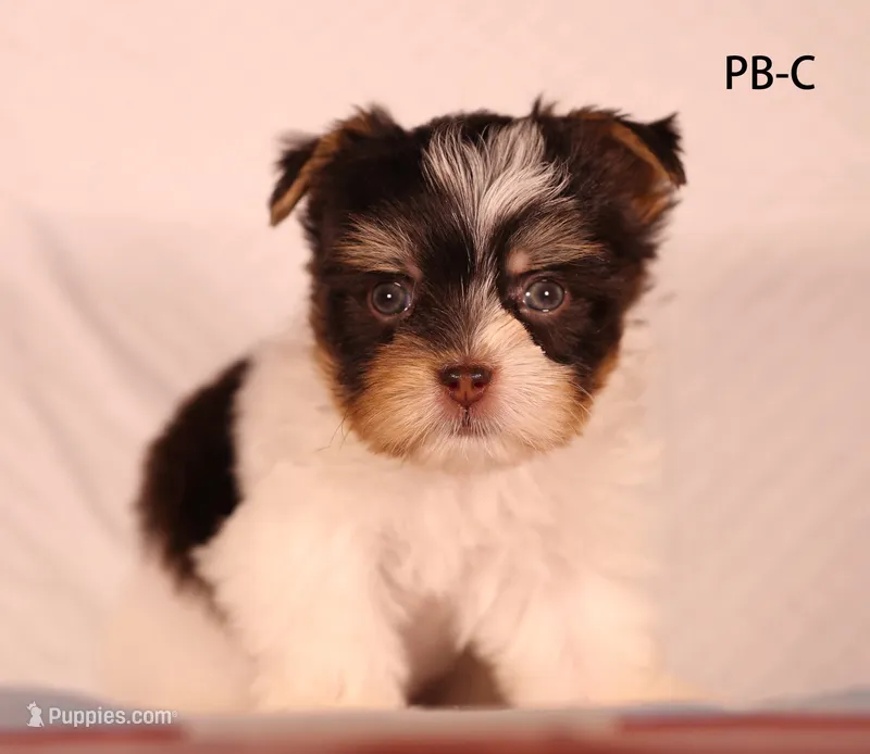 PB-CO – Yorkshire Terrier puppy for sale in Los Angeles, CA