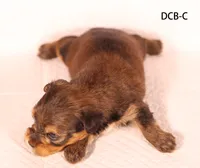 DCB-CO, a male Yorkshire Terrier for sale in Los Angeles, CA – 2 of 2