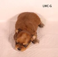 LWC-G, a male Yorkshire Terrier for sale in Los Angeles, CA – 2 of 2
