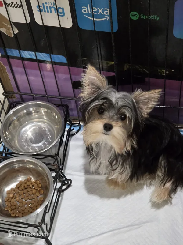 B-O – Yorkshire Terrier puppy for sale in Los Angeles, CA