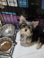 B-O, a male Yorkshire Terrier for sale in Los Angeles, CA – 1 of 7