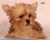 CB-T, a male Yorkshire Terrier for sale in Los Angeles, CA – 2 of 3