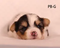 PB-G, a male Yorkshire Terrier for sale in Los Angeles, CA – 2 of 3