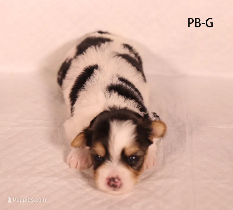 PB-G – Yorkshire Terrier puppy for sale in Los Angeles, CA