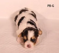 PB-G, a male Yorkshire Terrier for sale in Los Angeles, CA – 1 of 3