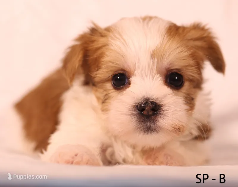 SP-B – Yorkshire Terrier puppy for sale in Los Angeles, CA