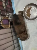 DCB-CO, a male Yorkshire Terrier for sale in Los Angeles, CA – 3 of 4