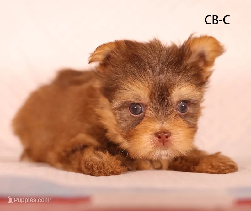 CB-CO – Yorkshire Terrier puppy for sale in Los Angeles, CA