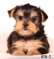 BTB-T, a male Yorkshire Terrier for sale in Los Angeles, CA – 2 of 3