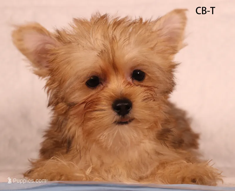 CB-T – Yorkshire Terrier puppy for sale in Los Angeles, CA