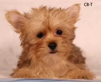 CB-T, a male Yorkshire Terrier for sale in Los Angeles, CA – 1 of 3