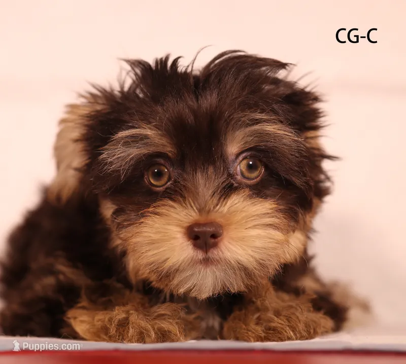 CG-CO – Yorkshire Terrier puppy for sale in Los Angeles, CA