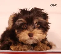 CG-CO, a female Yorkshire Terrier for sale in San Gabriel, CA – 2 of 3