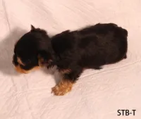 STB-T, a male Yorkshire Terrier for sale in Los Angeles, CA – 3 of 3