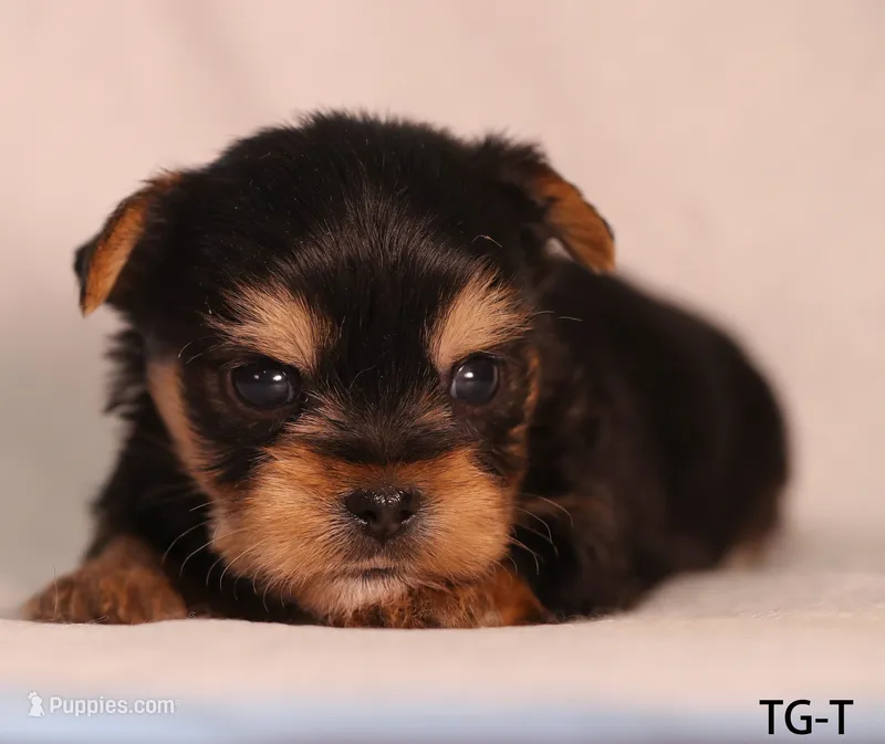 TG-T – Yorkshire Terrier puppy on hold in Los Angeles, CA