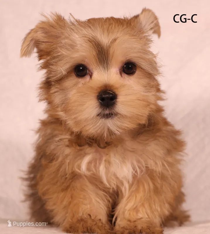 G-C – Yorkshire Terrier puppy for sale in Los Angeles, CA