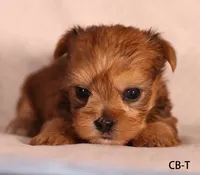 CB-T, a male Yorkshire Terrier for sale in Los Angeles, CA – 1 of 2