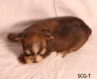 SCG-T, a female Yorkshire Terrier for sale in Los Angeles, CA – 3 of 3