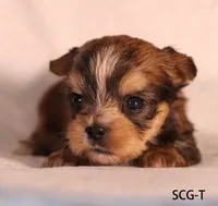 SCG-T, a female Yorkshire Terrier for sale in Los Angeles, CA – 2 of 3
