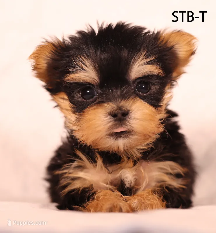 STB-T – Yorkshire Terrier puppy for sale in Los Angeles, CA