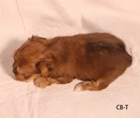 CB-T, a male Yorkshire Terrier for sale in Los Angeles, CA – 2 of 2