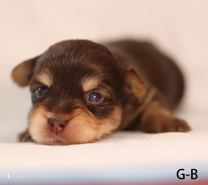 C-B – Yorkshire Terrier puppy for sale in Los Angeles, CA