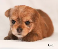 G-C, a female Yorkshire Terrier for sale in Los Angeles, CA – 2 of 3