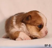 BP-B, a female Yorkshire Terrier for sale in Los Angeles, CA – 2 of 3