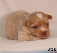 WG-B, a female Yorkshire Terrier for sale in Los Angeles, CA – 3 of 4