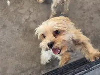 Cary, a female Yorkshire Terrier for sale in Los Angeles, CA – 3 of 6