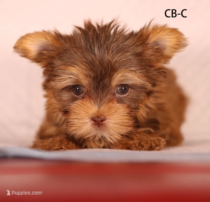 CB-CO – Yorkshire Terrier puppy for sale in Los Angeles, CA