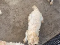 Cary, a female Yorkshire Terrier for sale in Los Angeles, CA – 6 of 6
