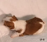 SP-B, a female Yorkshire Terrier for sale in Los Angeles, CA – 4 of 5