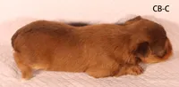 CB-CO, a male Yorkshire Terrier for sale in Los Angeles, CA – 2 of 2