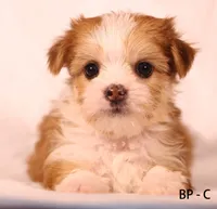 BP-B, a female Yorkshire Terrier for sale in Los Angeles, CA – 1 of 2